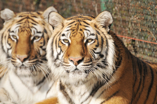 close up of two tiger