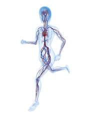 transparente Frau mit Herz - Kreislauf - System