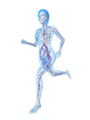 rennende Frau mit vaskulärem System