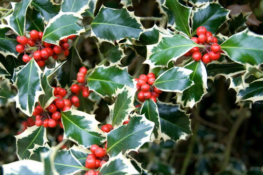 Variegated Holly