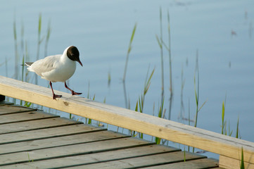 Sea gull balancing on a bridge