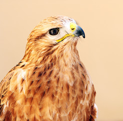 adler