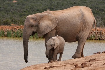 Fototapeta na wymiar African Elephant Baby and Mother