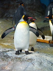 King penguin in zoo of japan © marchcattle