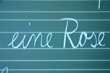 eine Rose