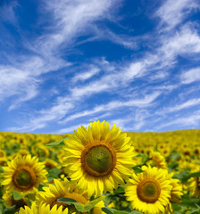 Fototapeta premium sunflowers