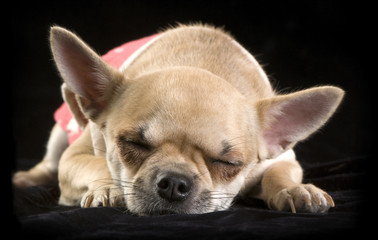 chihuahua sleeping  on  black