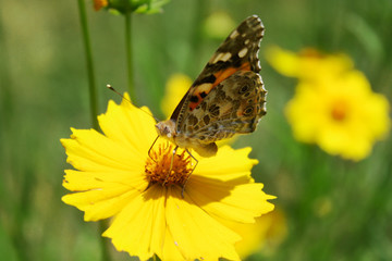 Sunny yellow flowers with butterfly  on green background