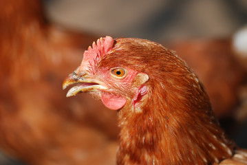 Portrait of a real chicken