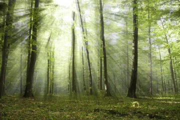 Foto auf Acrylglas Wald © Andrey Volokhatiuk