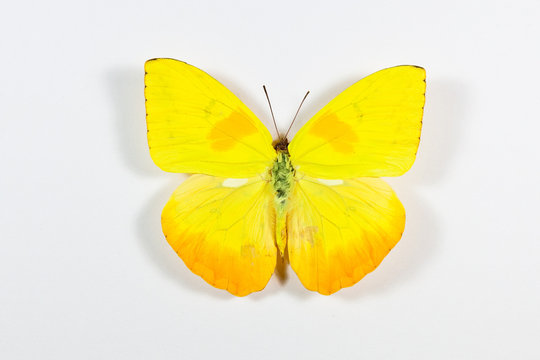 Yellow and black butterfly Phoebis philea isolated