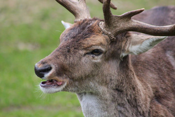 Hirschbock / Damwild - Tierportrait