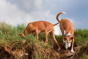 Windhunde