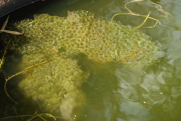Frog spawn