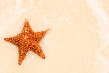 Fototapeta na wymiar Czerwona rozgwiazda na piasku plaży