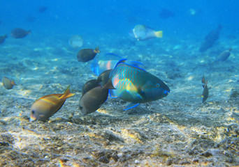 Fototapeta na wymiar Fishes of Red Sea