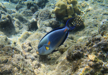 Blue surgeonfish