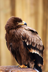 Adler