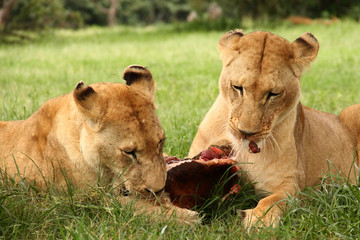 Fototapeta na wymiar Löwen beim Fressen ihrer Beute