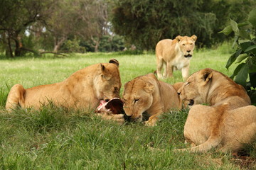 Obraz na płótnie Canvas Lion podczas jedzenia zdobyczy