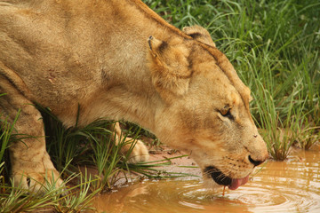 Löwe trinkt an Wasserstelle