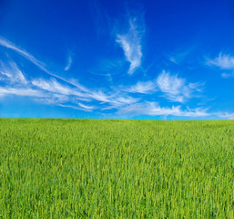 Obraz premium landscape