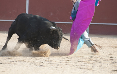 Fighting bull