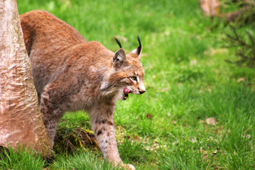 Luchs - Beute im Visier