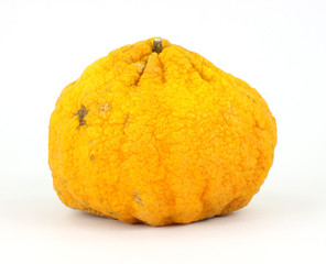 A single large ugly fruit on a white background