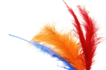 colored feathers