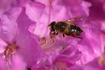 Eristalix tenax hoverfly on pink flower sitting on stylus