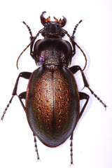 Carabus nemoralis ground beetle isolated on white background