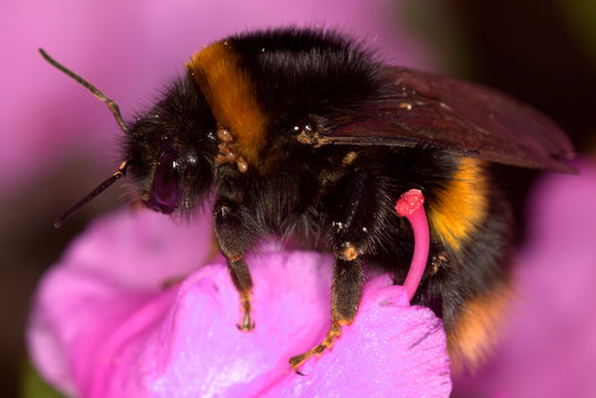 Bumblebee on pink flower carrying parasitic mites on its body