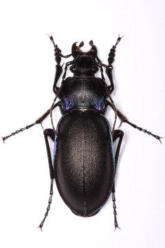 Carabus violaceus ground beetle isolated on white background