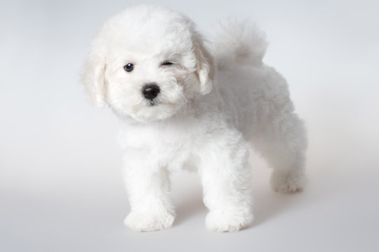 bichon puppy