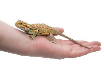 Bearded Dragon on a hand.
