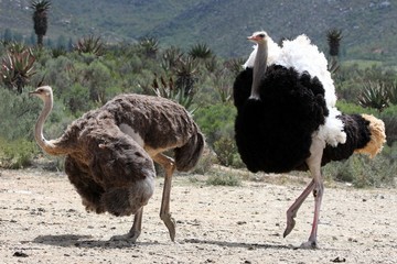Ostrich Breeding Pair