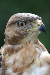 Kite Bird of Prey
