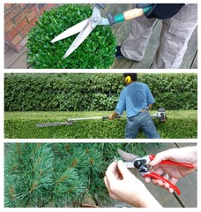 pruning and shaping