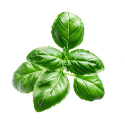Fresh basil isolated on white