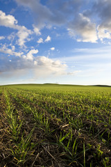 Green wheat field and blue sky