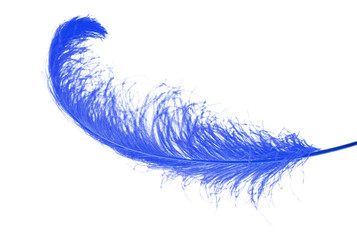 Big blue feather on white background