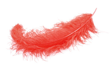 Big red feather on white background