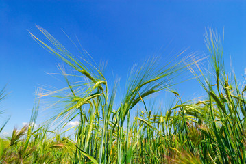 Green ears of wheat