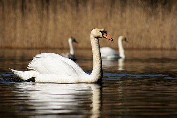 łabędź 2 © GKor