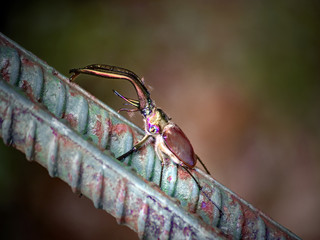 insecto ciervo volador