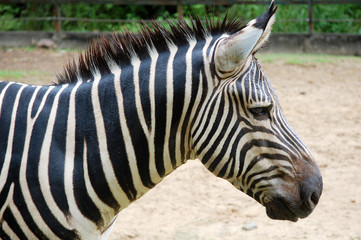 Fototapeta na wymiar close up of zebra at the lok kawi wildlife park