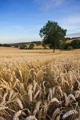 Foto op Aluminium Wheat field in late summer © Meowgli