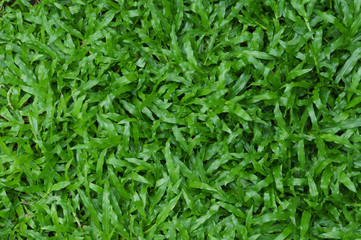 Grass carpet closeup