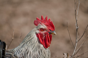 rooster